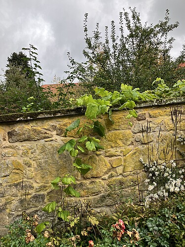 Gartenexerzitien zur Stärkung der Widerstandskräfte