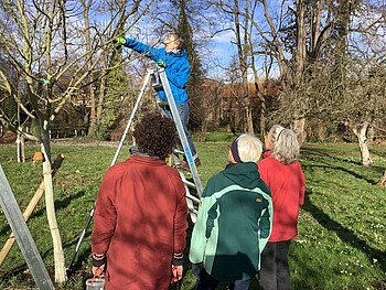 Obstbaumschnitt im Klostergarten
