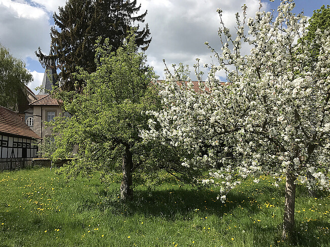 Obstbäume schneiden im Klostergarten