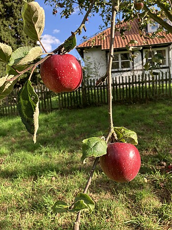 Gartenexerzitien zur Erntezeit