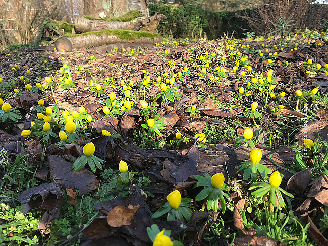 Gartentag  – 1-23 Frühlingserwachen im Klostergarten Wennigsen