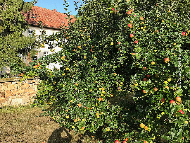 Obstbaumpflege im Klostergarten