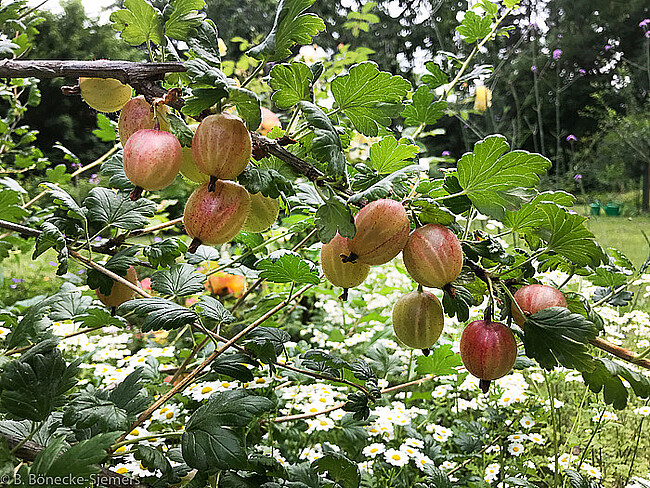 Gartentag: ‚Medita et labora‘