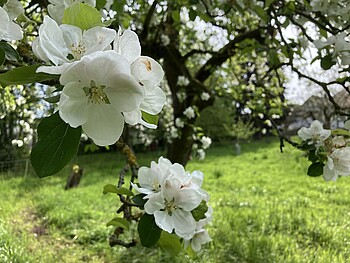 Meditation und Leibarbeit