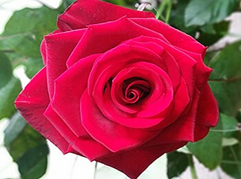 Gartentag - medita et labora