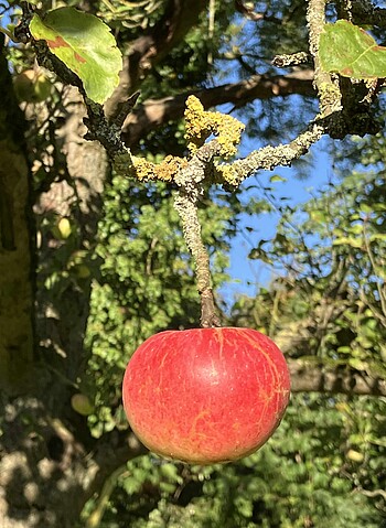 Gartentag - medita et labora