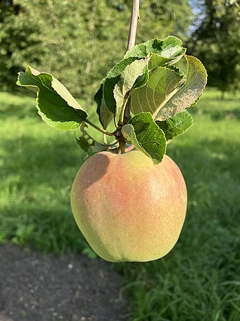 Gartentag