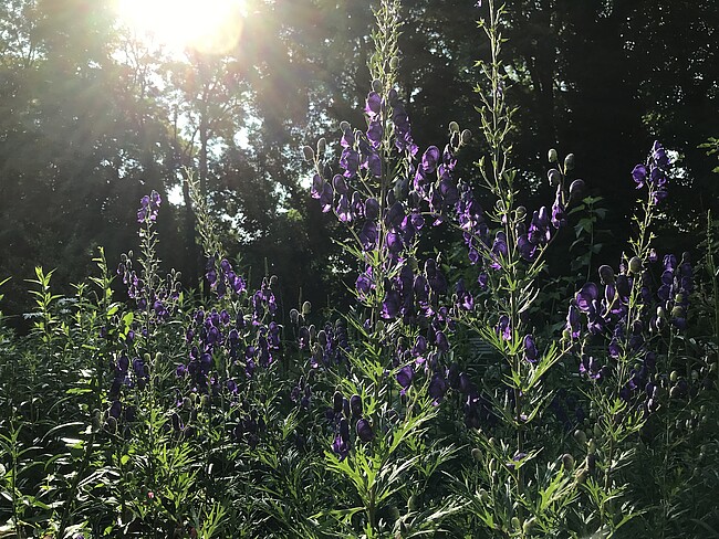 Gartentag Medita et labora