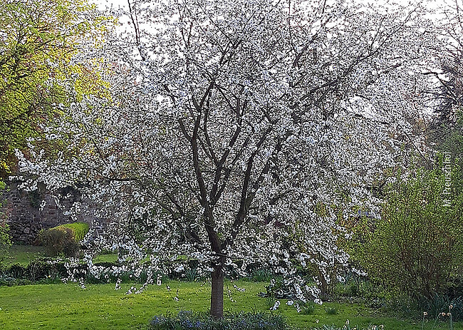 Obstbaumschnitt und Sortenvielfalt im Klostergarten
